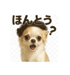 チワワのぱるとぼくたち（個別スタンプ：4）