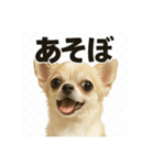 チワワのぱるとぼくたち（個別スタンプ：8）