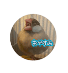 可愛い3羽♡（個別スタンプ：3）