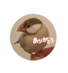 可愛い3羽♡（個別スタンプ：7）