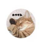 こむぎ家主（個別スタンプ：1）
