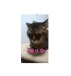 こむぎ家主（個別スタンプ：5）