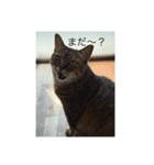 こむぎ家主（個別スタンプ：6）