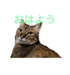 こむぎ家主（個別スタンプ：7）