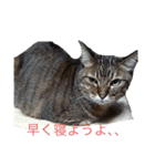 こむぎ家主（個別スタンプ：8）