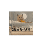 きぬ・もめん・いなり2（個別スタンプ：2）