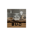 きぬ・もめん・いなり2（個別スタンプ：3）