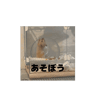 きぬ・もめん・いなり2（個別スタンプ：4）