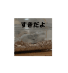 きぬ・もめん・いなり2（個別スタンプ：5）
