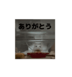 きぬ・もめん・いなり2（個別スタンプ：6）
