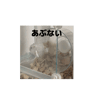 きぬ・もめん・いなり2（個別スタンプ：8）