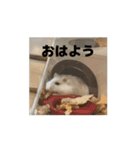 きぬ・もめん・いなり2（個別スタンプ：9）