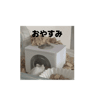 きぬ・もめん・いなり2（個別スタンプ：10）