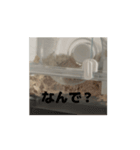 きぬ・もめん・いなり2（個別スタンプ：11）