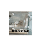 きぬ・もめん・いなり2（個別スタンプ：12）