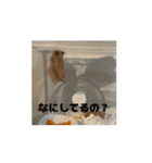 きぬ・もめん・いなり2（個別スタンプ：13）