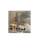 きぬ・もめん・いなり2（個別スタンプ：14）