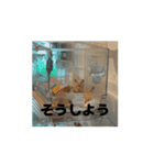 きぬ・もめん・いなり2（個別スタンプ：15）