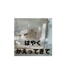 きぬ・もめん・いなり2（個別スタンプ：16）