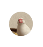 ハクくん動くよ〜（個別スタンプ：1）
