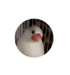 ハクくん動くよ〜（個別スタンプ：3）