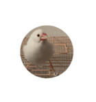 ハクくん動くよ〜（個別スタンプ：7）
