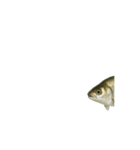 動く！魚マニア・コレクションVol.1（個別スタンプ：4）