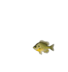 動く！魚マニア・コレクションVol.1（個別スタンプ：5）