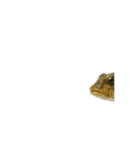 動く！魚マニア・コレクションVol.1（個別スタンプ：10）