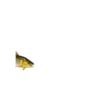 動く！魚マニア・コレクションVol.1（個別スタンプ：11）