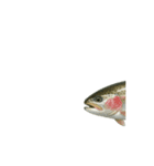 動く！魚マニア・コレクションVol.1（個別スタンプ：12）