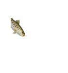 動く！魚マニア・コレクションVol.1（個別スタンプ：14）