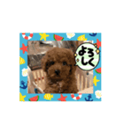 うみすけ3（個別スタンプ：1）