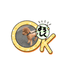 うみすけ3（個別スタンプ：5）