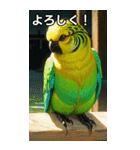 セキセイインココレクション（個別スタンプ：1）
