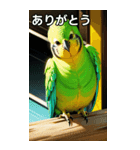 セキセイインココレクション（個別スタンプ：3）