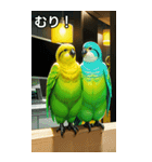 セキセイインココレクション（個別スタンプ：10）