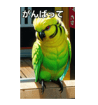 セキセイインココレクション（個別スタンプ：11）