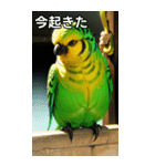 セキセイインココレクション（個別スタンプ：13）