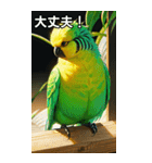 セキセイインココレクション（個別スタンプ：15）