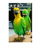 セキセイインココレクション（個別スタンプ：16）