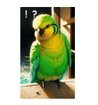 セキセイインココレクション（個別スタンプ：17）