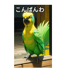 セキセイインココレクション（個別スタンプ：18）