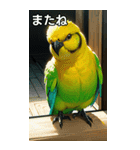 セキセイインココレクション（個別スタンプ：23）