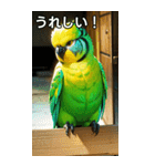 セキセイインココレクション（個別スタンプ：24）