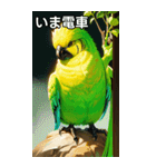 セキセイインココレクション（個別スタンプ：27）