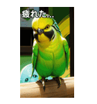 セキセイインココレクション（個別スタンプ：31）