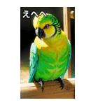 セキセイインココレクション（個別スタンプ：36）