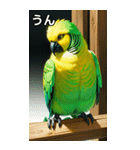 セキセイインココレクション（個別スタンプ：38）