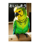 セキセイインココレクション（個別スタンプ：40）